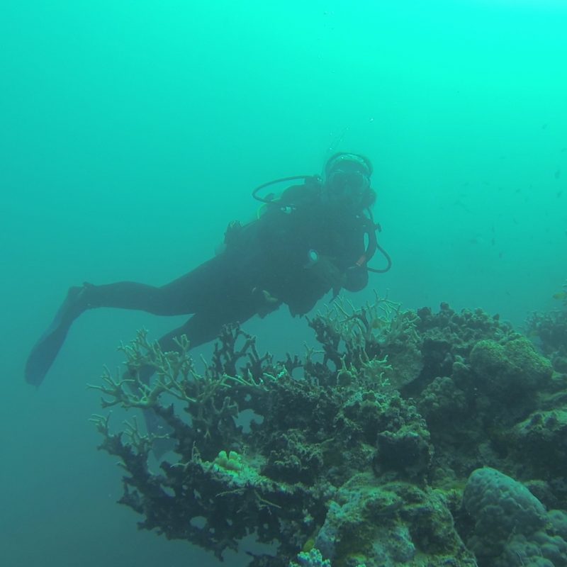 Fotógrafa brasileira em Paris : Beks mergulhando nas barreiras de corais na Austrália