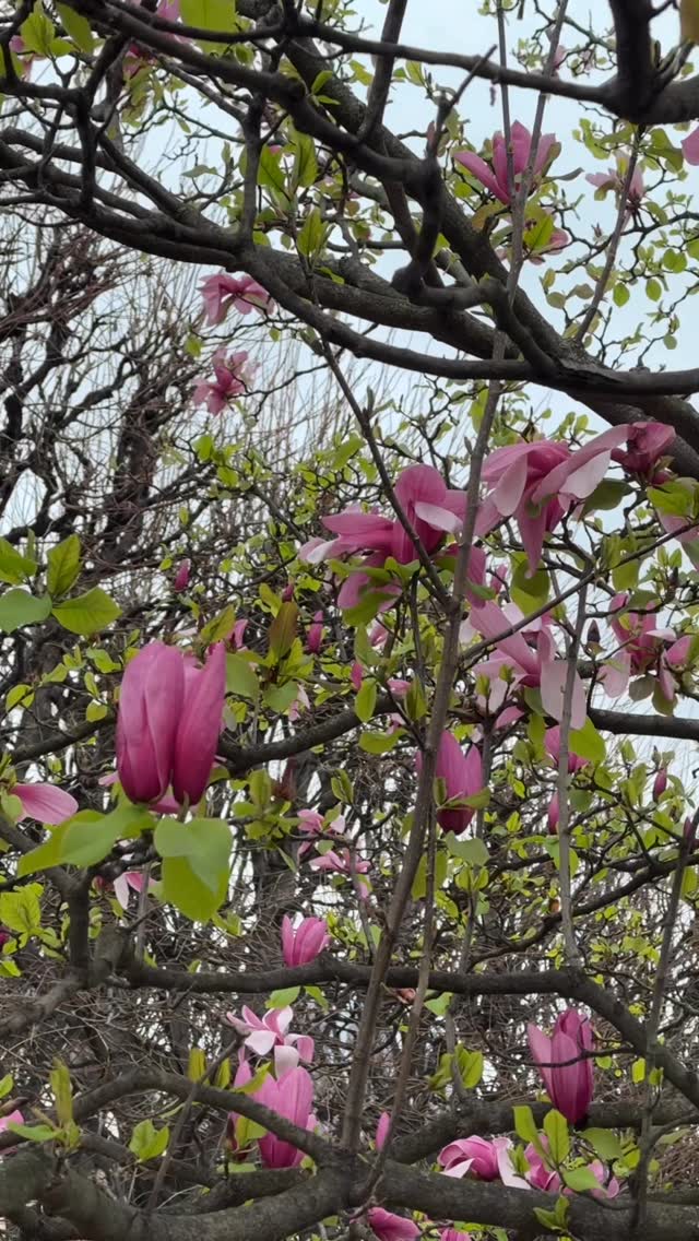 Paris, March 2026 — Jardin du Palais Royal
